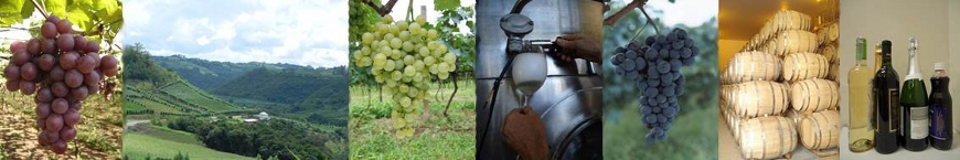 illustration healthcare